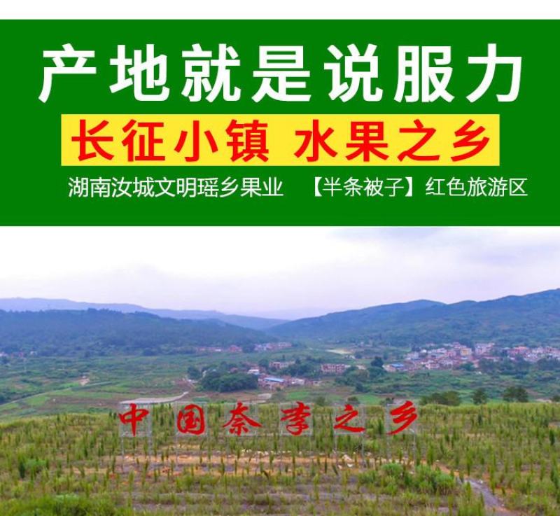 湖南郴特产汝城文明黄金奈李子新鲜孕妇水果商超批发一件代发