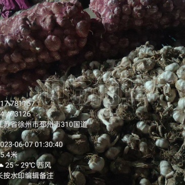 邳州紫皮大蒜