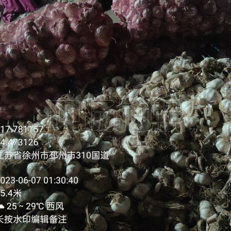 邳州紫皮大蒜