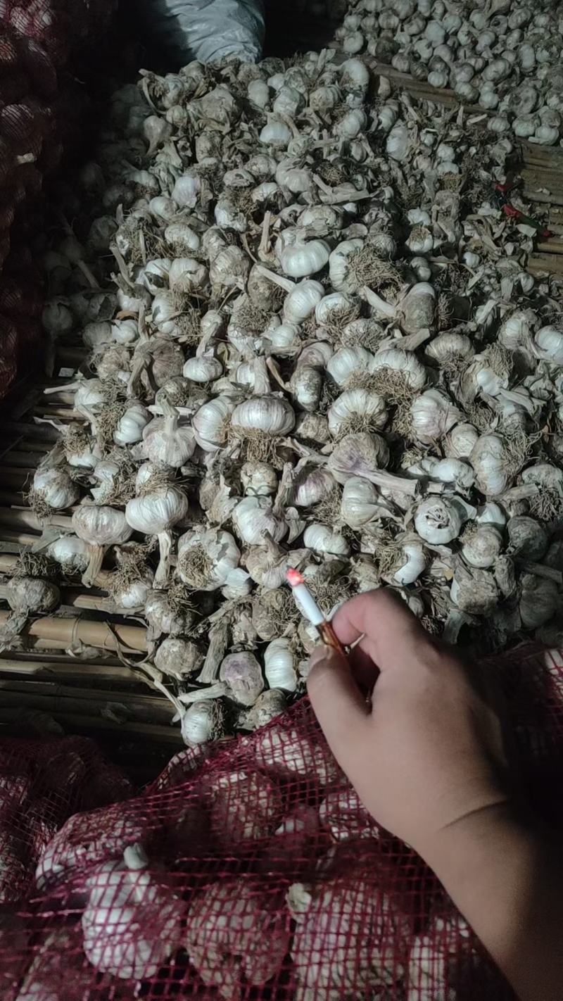 邳州紫皮大蒜