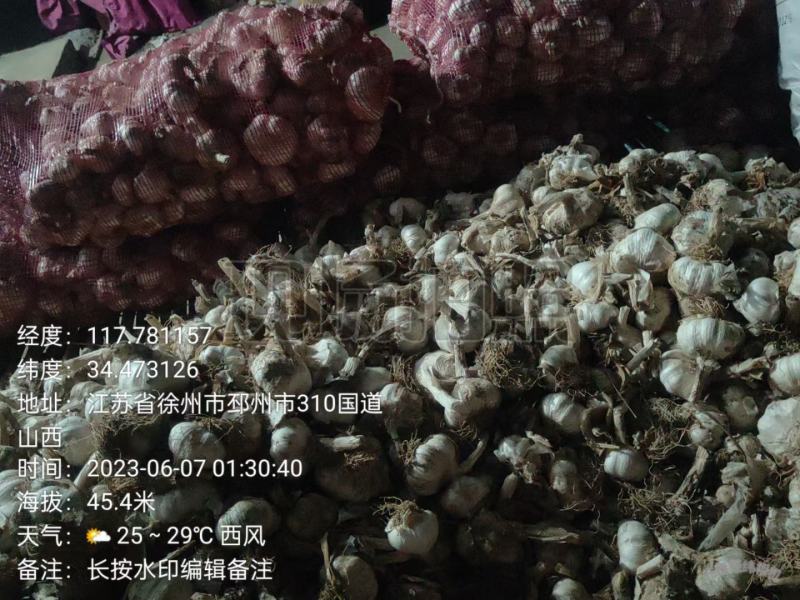邳州紫皮大蒜