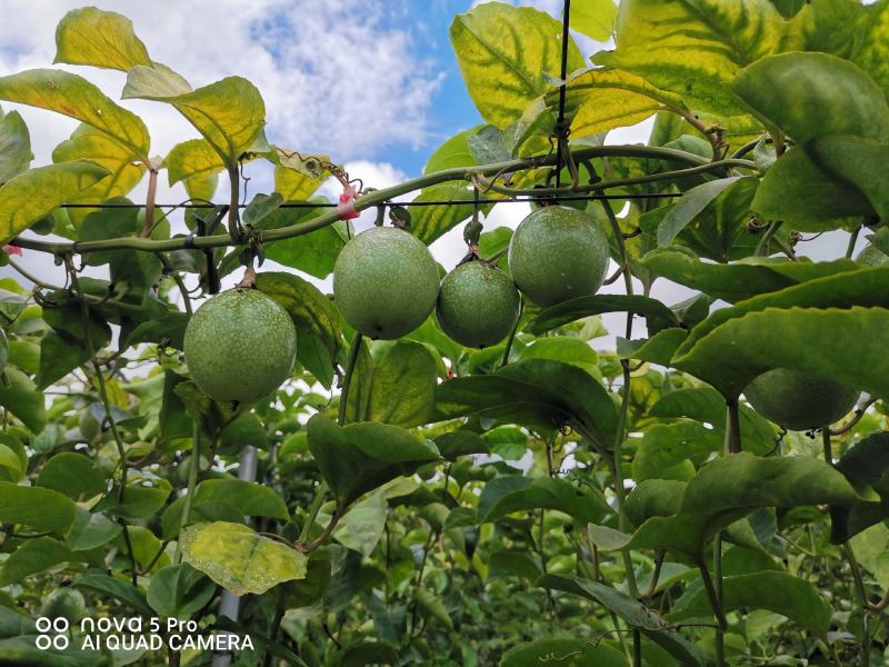 精品广东省徐闻县皮簿超甜正宗钦蜜9号黄金百香果