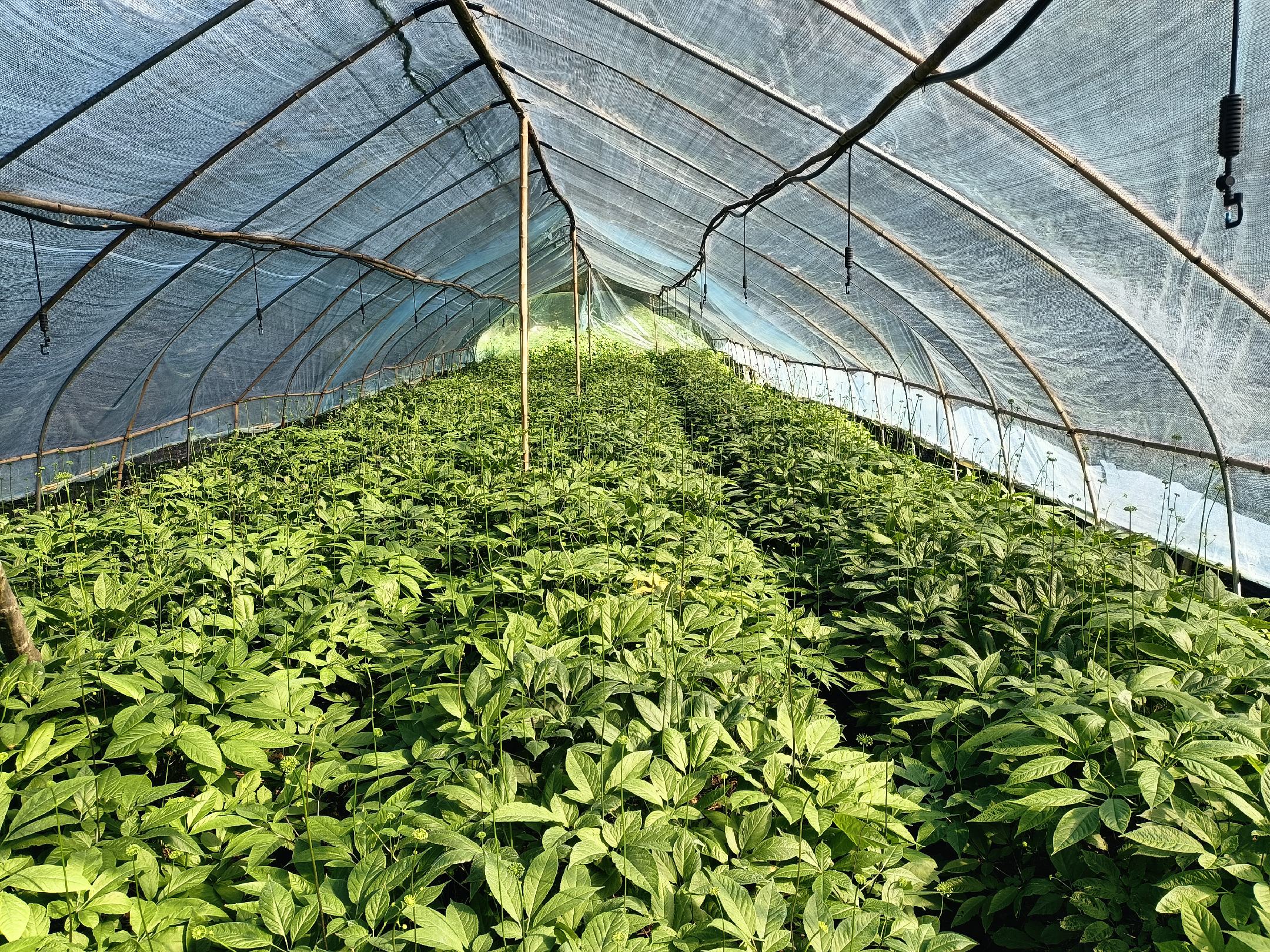 人参种植场景
