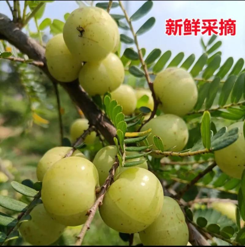 广西平南大玉余果大量上市