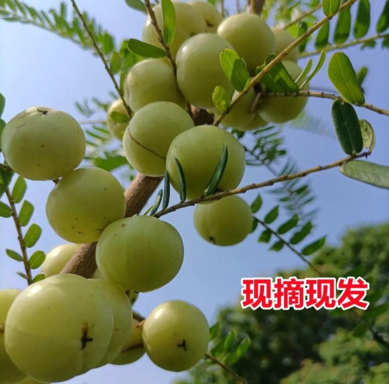 广西平南大玉余果大量上市
