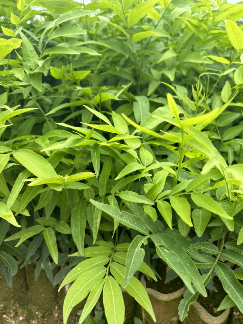 无患子树苗