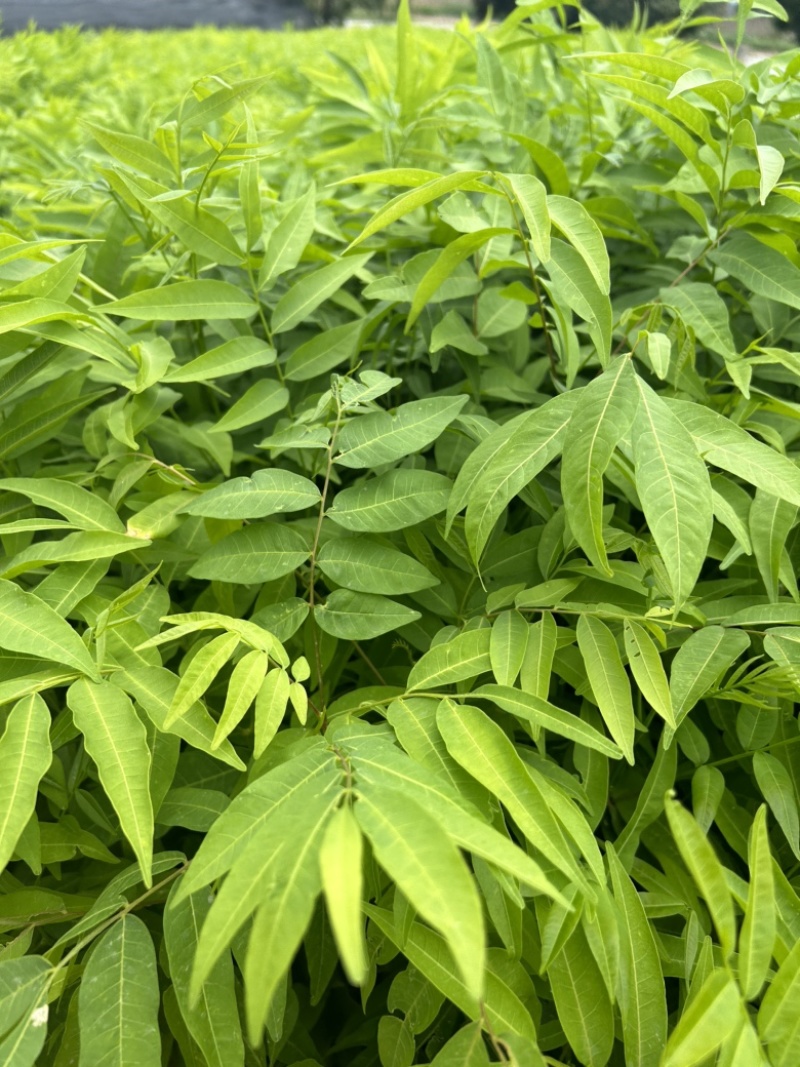 无患子树苗