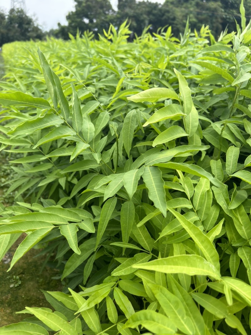 无患子树苗
