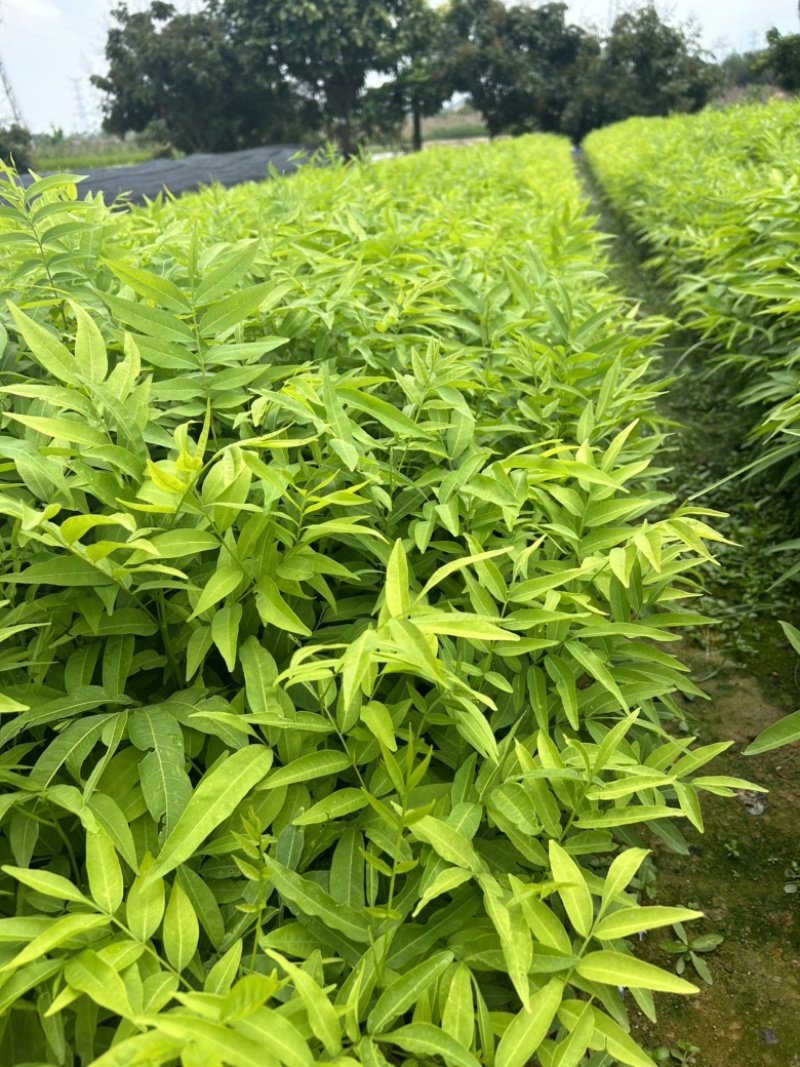 无患子树苗
