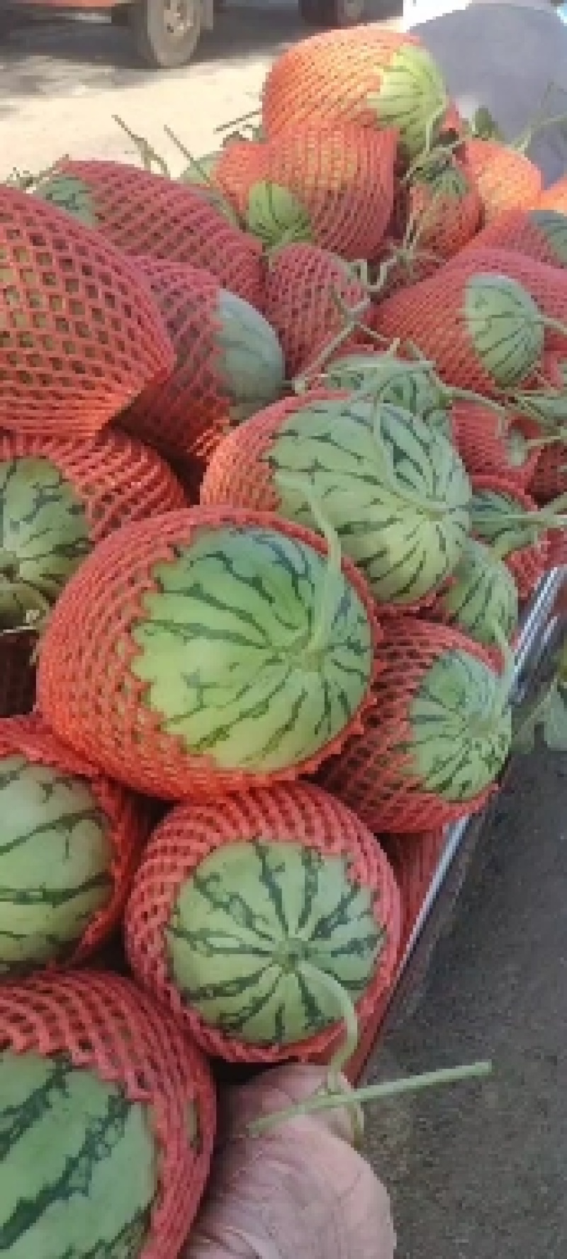 吊兰小西瓜