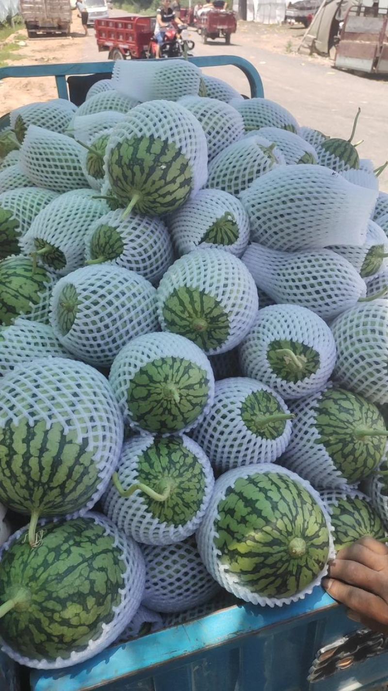 吊兰小西瓜