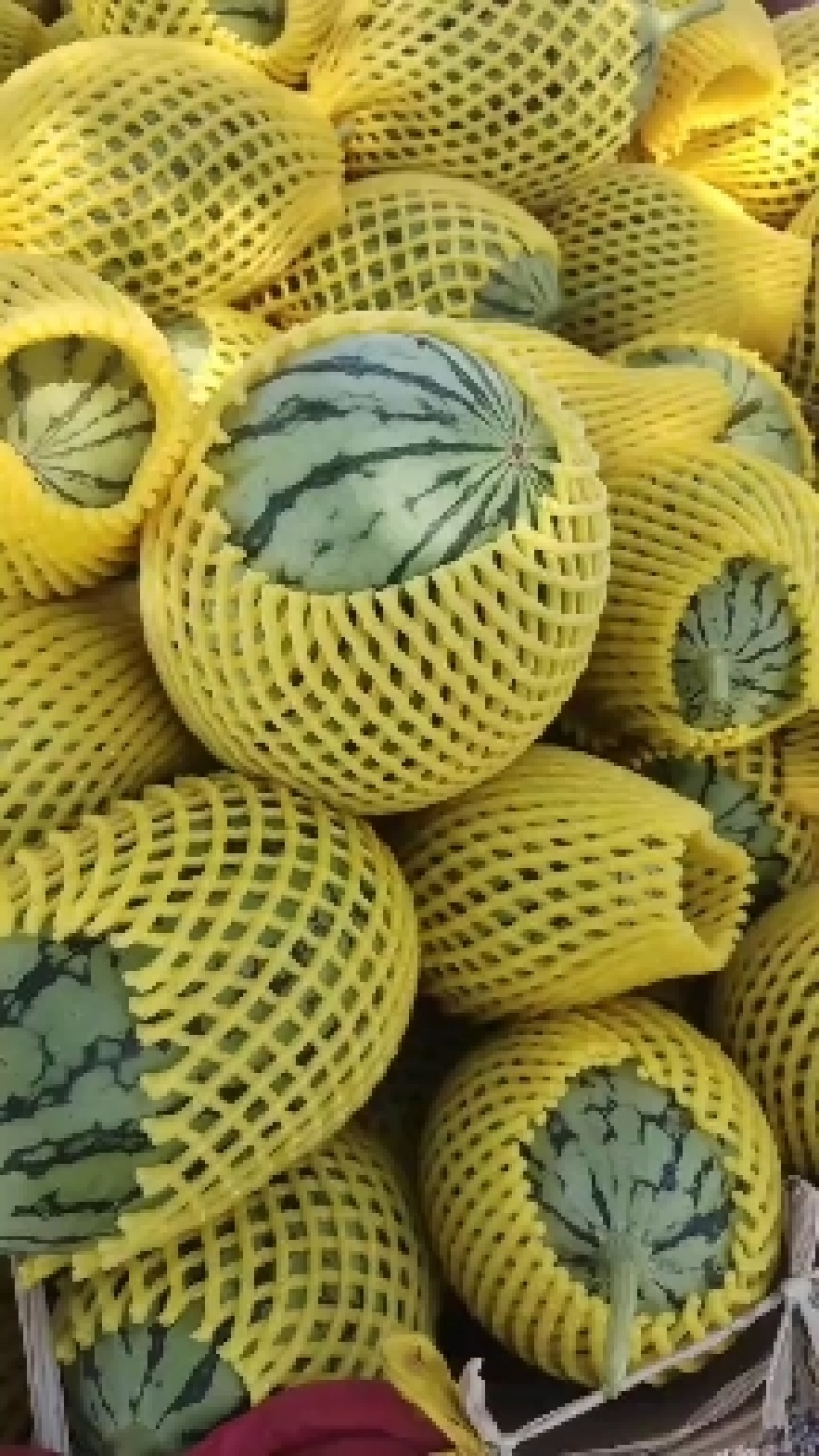 吊兰小西瓜