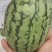 吊兰小西瓜
