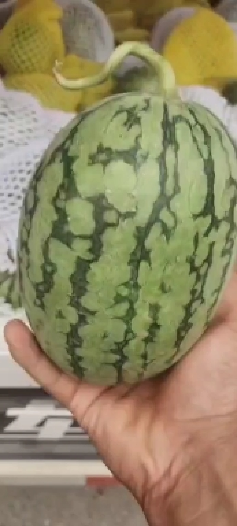 吊兰小西瓜