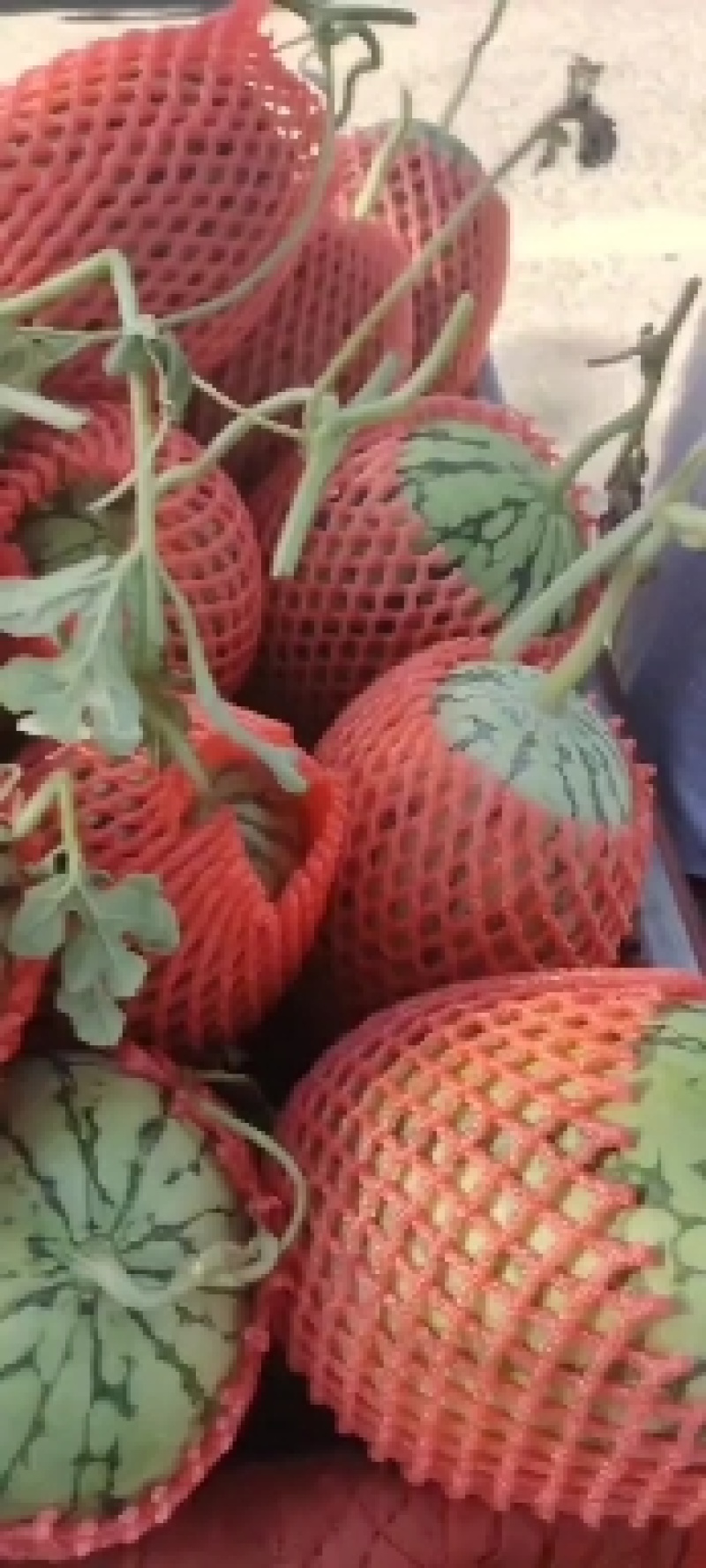 吊兰小西瓜