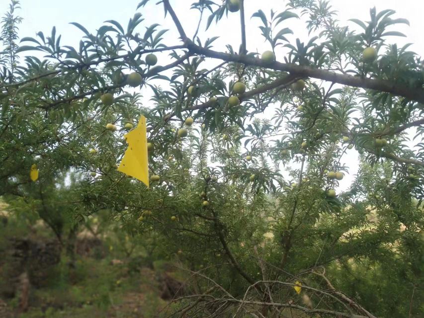 蜂糖李采摘过程