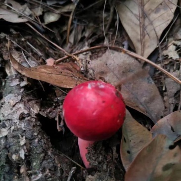 野生红菇