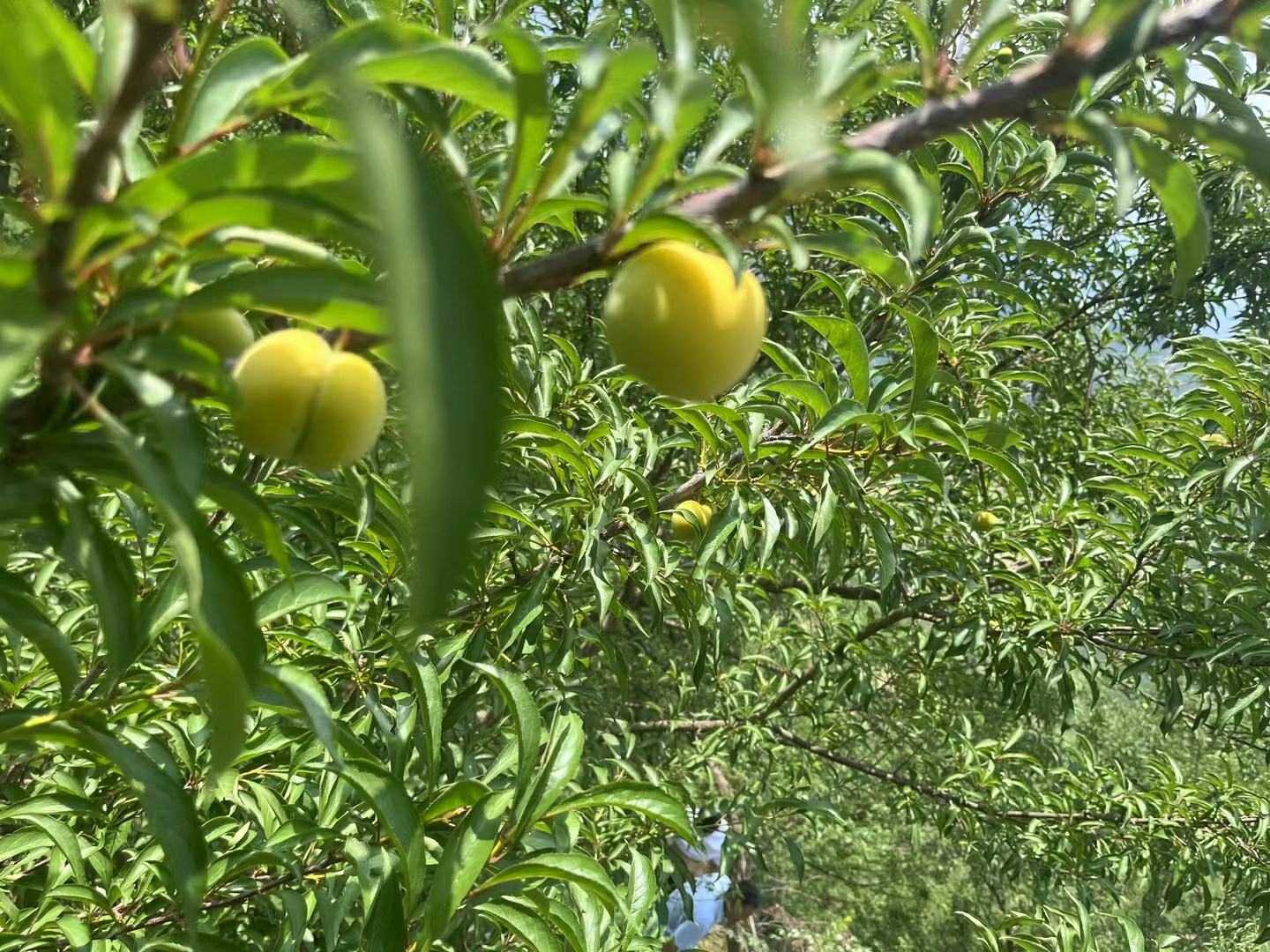 蜂糖李成熟果实挂满枝头