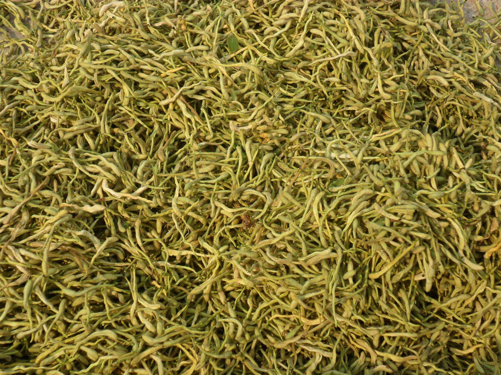 白芷选购对比图