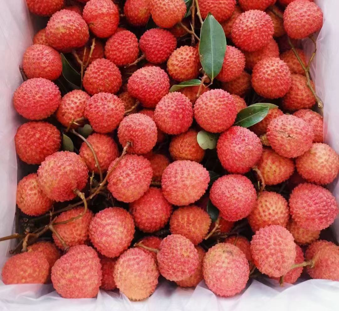 新鲜的妃子笑荔枝特写,展示其粉红色果皮与饱满果粒 妃子笑荔枝特写