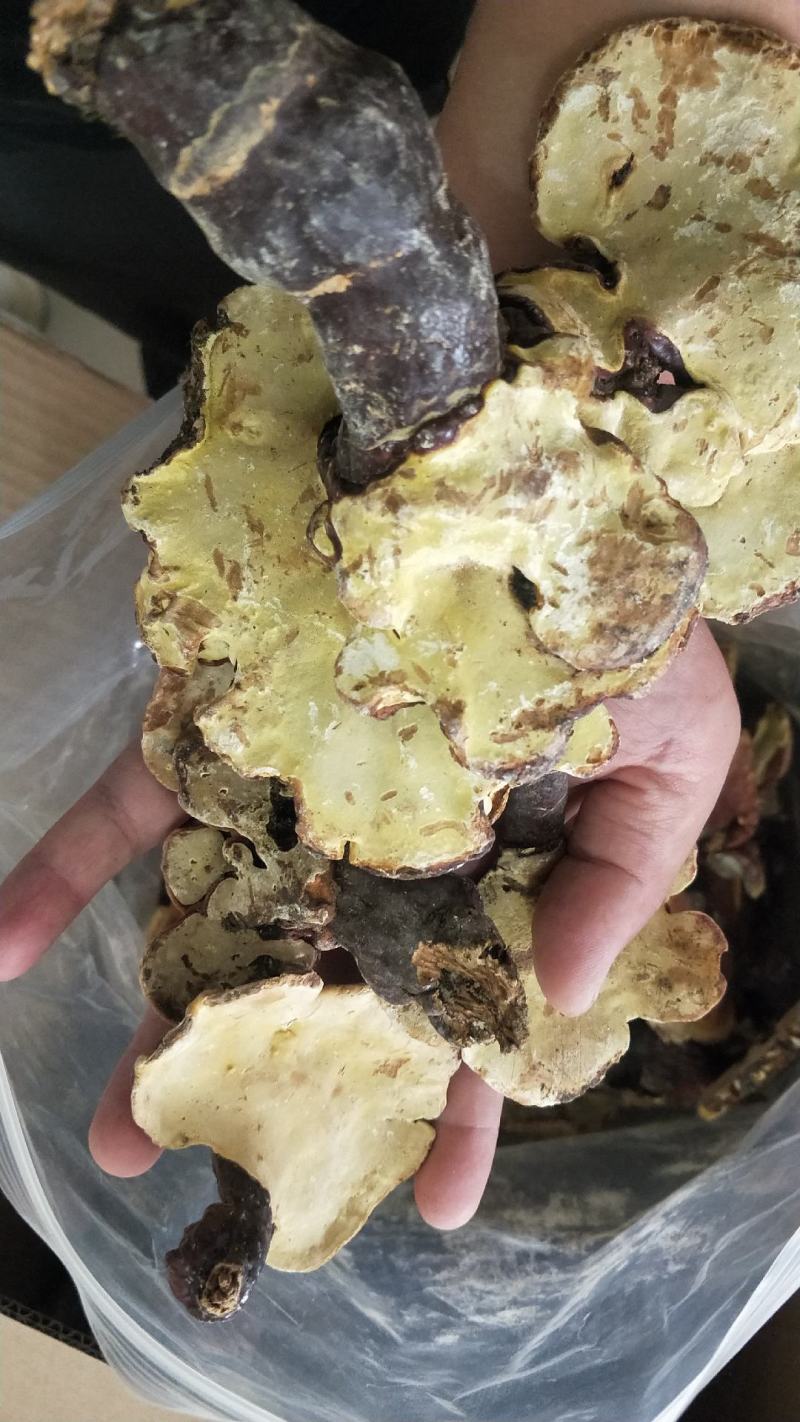 大别山野生赤芝