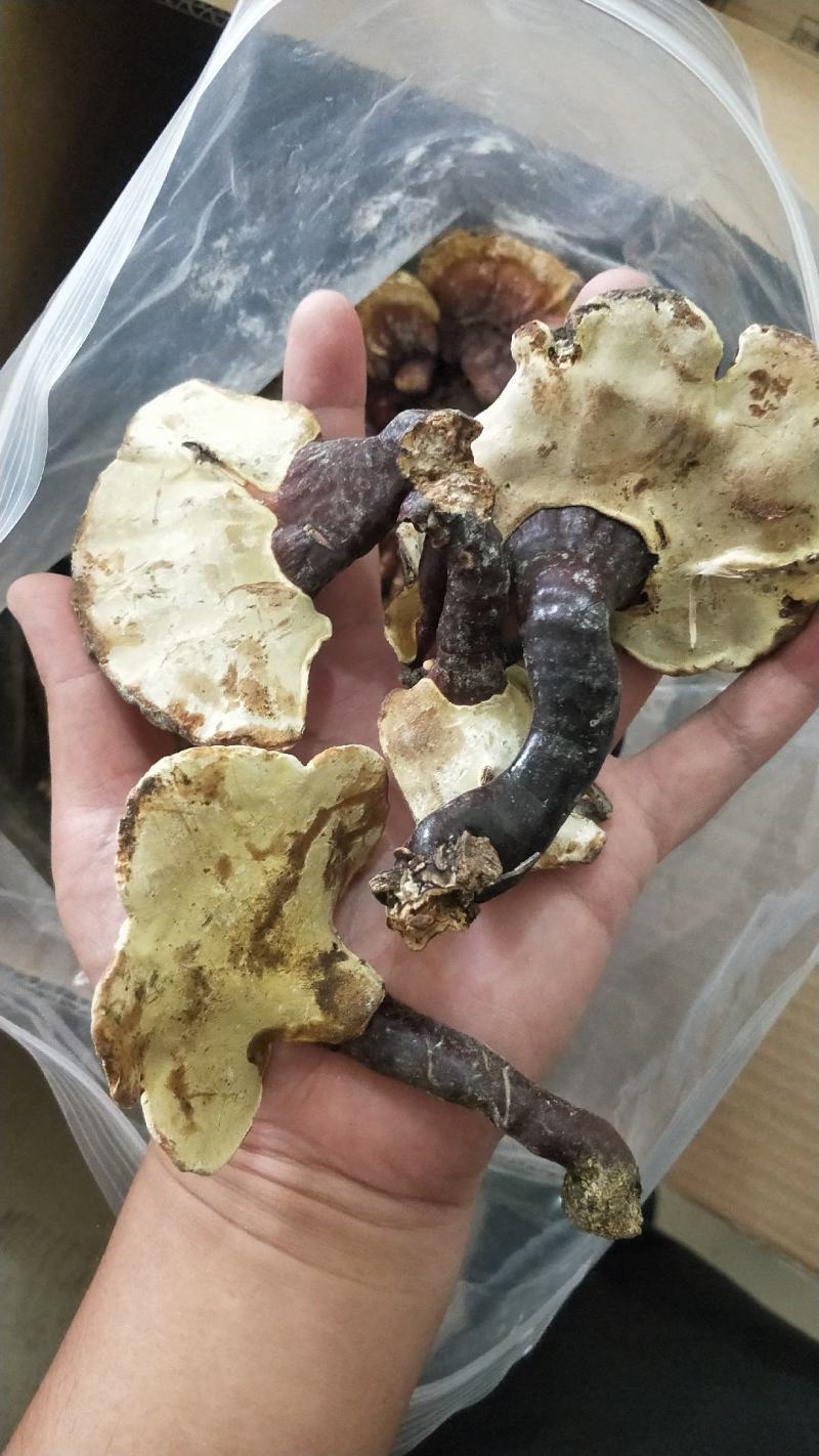 大别山野生赤芝