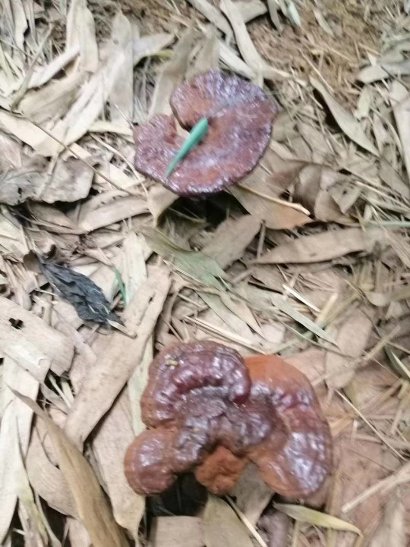 野生紫芝