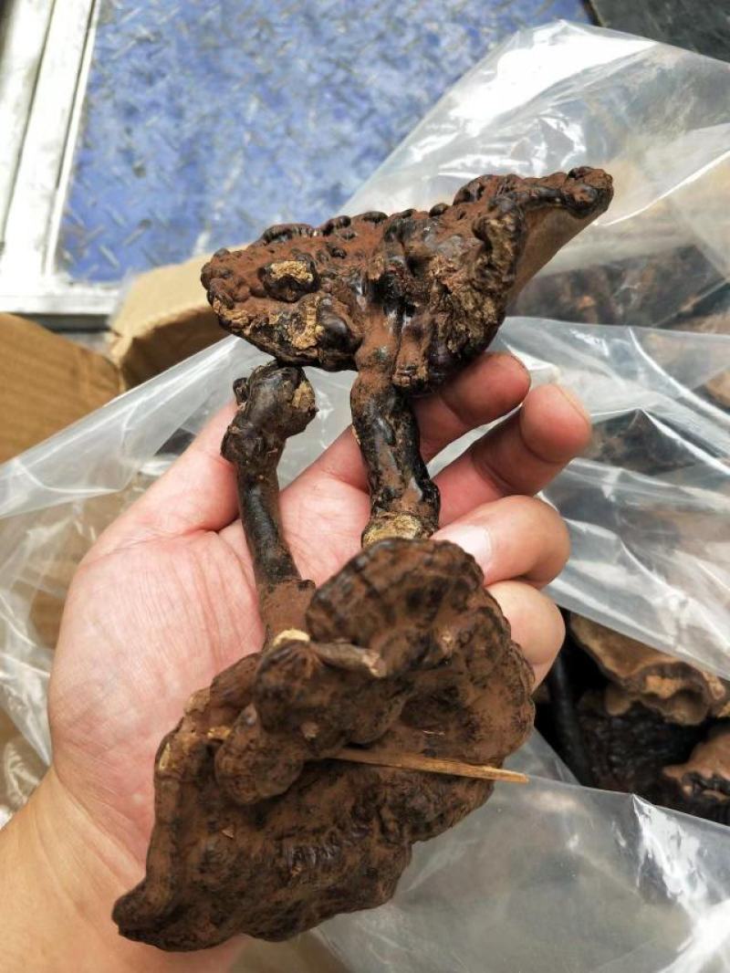 野生紫芝