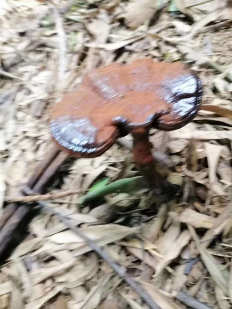 野生紫芝
