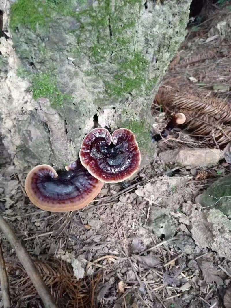 野生紫芝