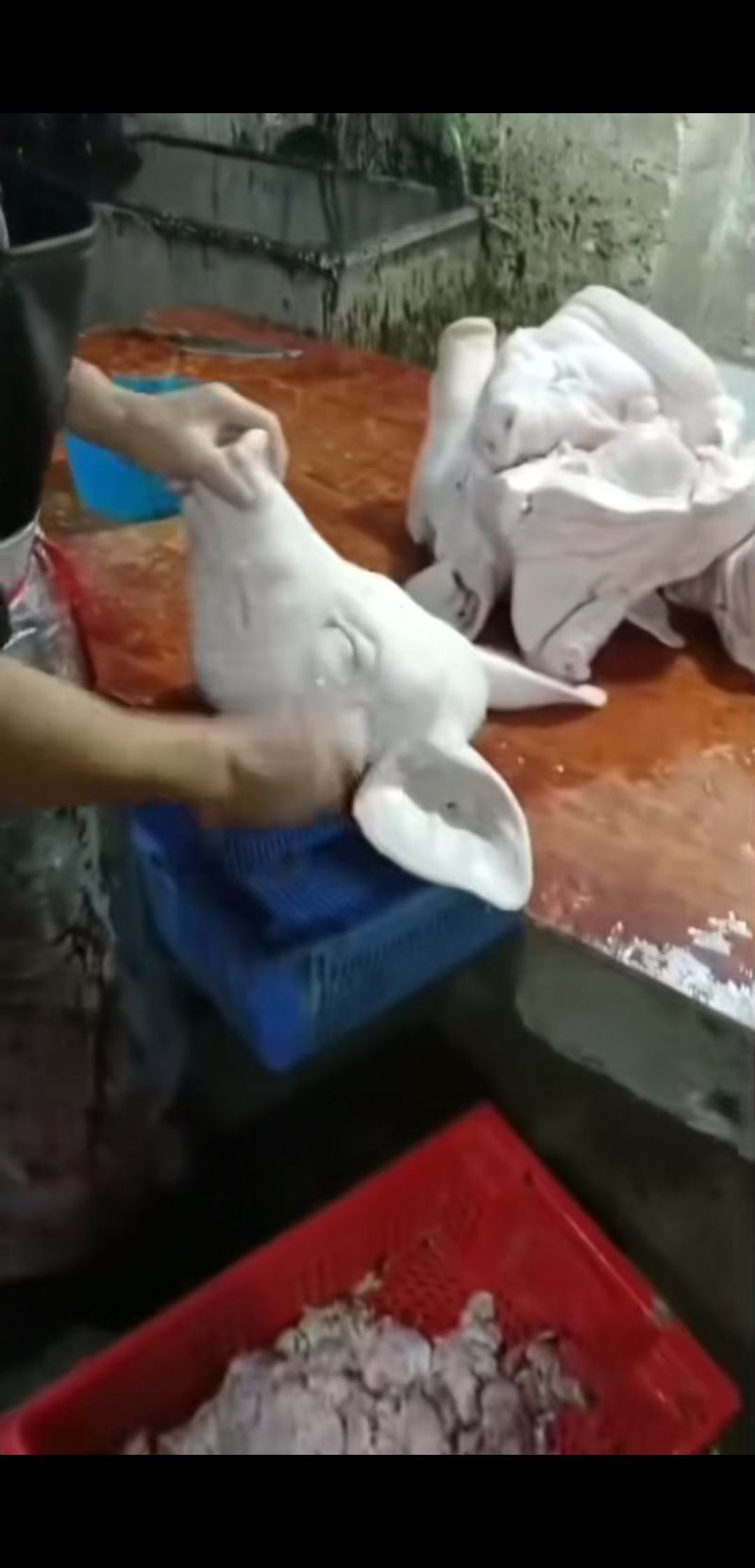 肥猪带耳带口条猪头