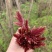 四川红油香椿芽，露天香椿芽香椿发源地