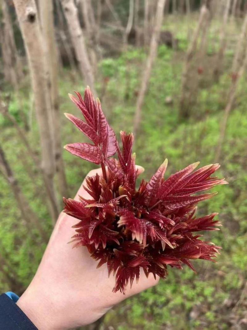 四川红油香椿芽，露天香椿芽香椿发源地