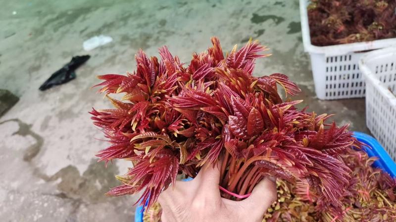 四川红油香椿芽，露天香椿芽香椿发源地