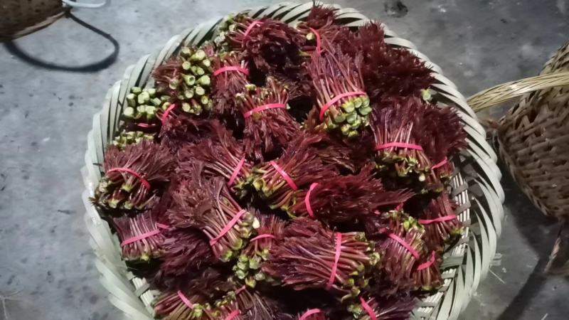 四川红油香椿芽，露天香椿芽香椿发源地