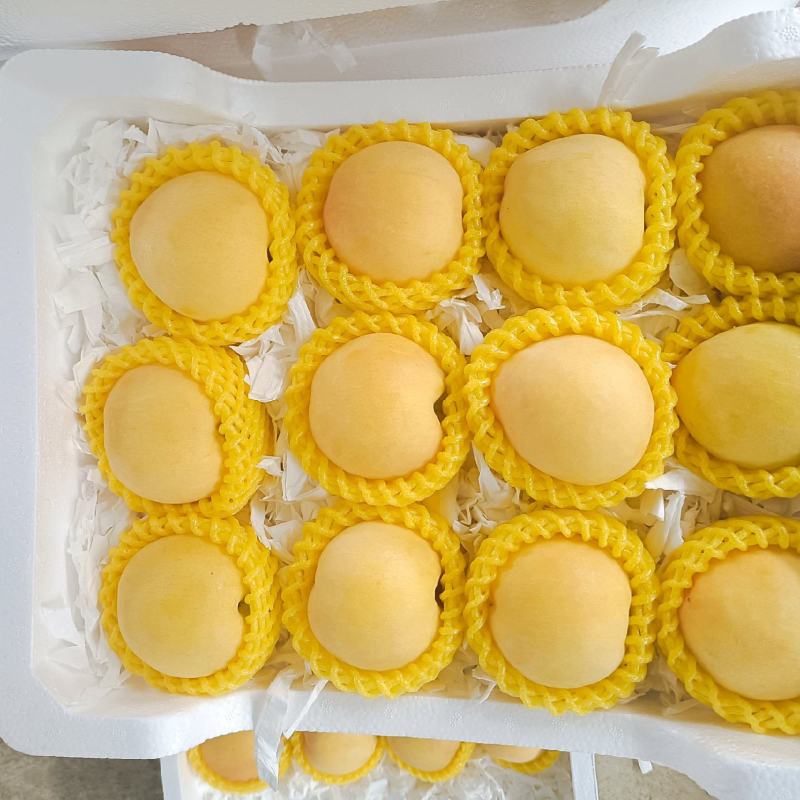 湖北露天套袋黄桃，黄金密一号大量供应一手货源精品包装电商