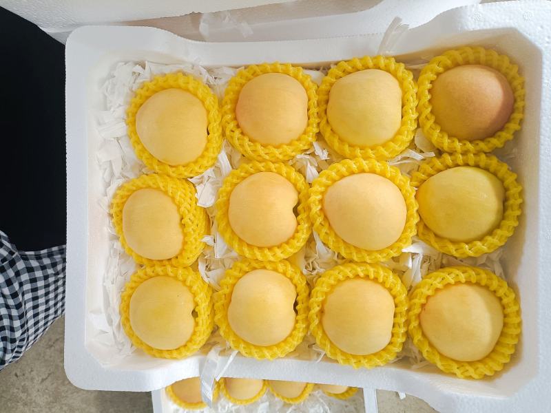 湖北露天套袋黄桃，黄金密一号大量供应一手货源精品包装电商