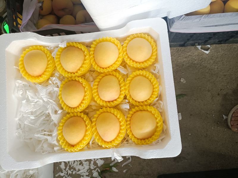湖北露天套袋黄桃，黄金密一号大量供应一手货源精品包装电商
