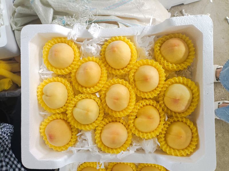 湖北露天套袋黄桃，黄金密一号大量供应一手货源精品包装电商