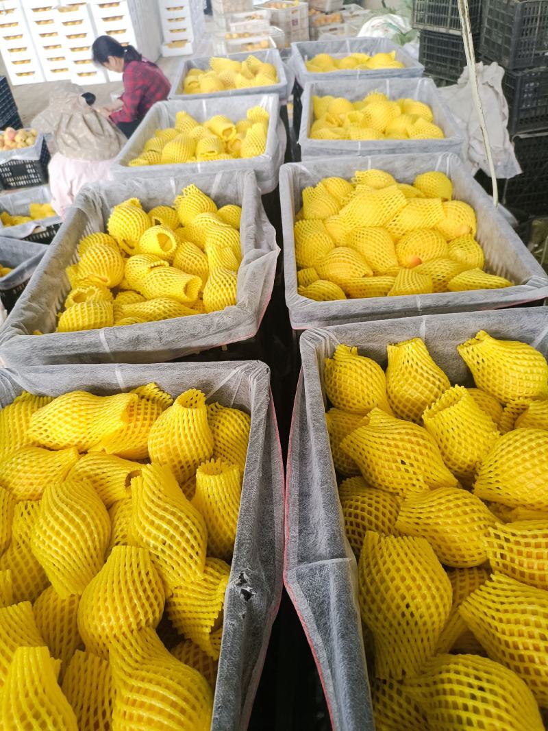 湖北露天套袋黄桃，黄金密一号大量供应一手货源精品包装电商