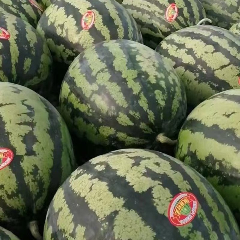 陕西陆地甜王西瓜大量上市，货源充足，价格美丽，
