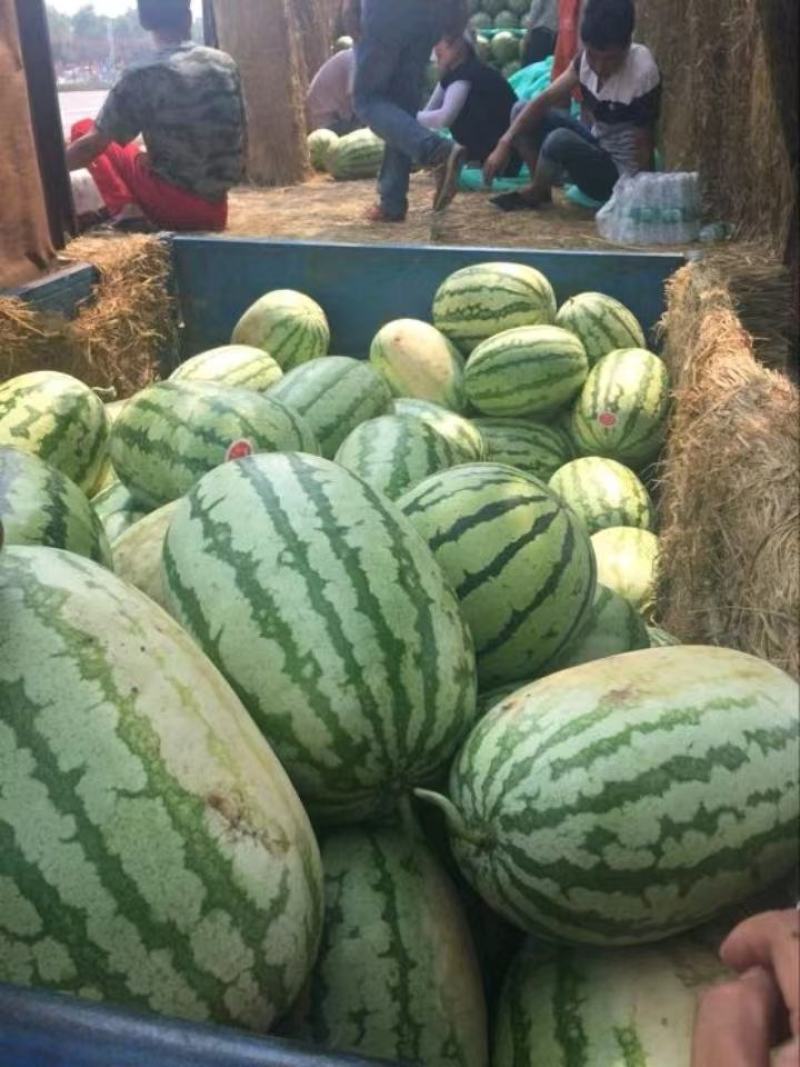 陕甘宁，，金花一号，皮毛漂亮瓜个大产地直销糖度13