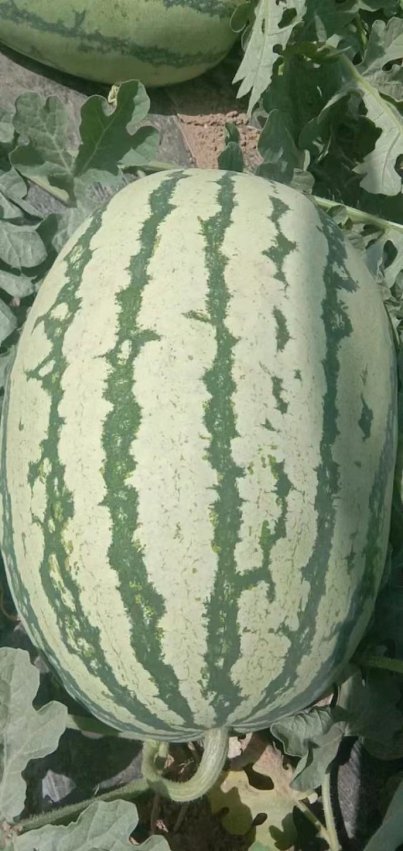 陕甘宁，，金花一号，皮毛漂亮瓜个大产地直销糖度13