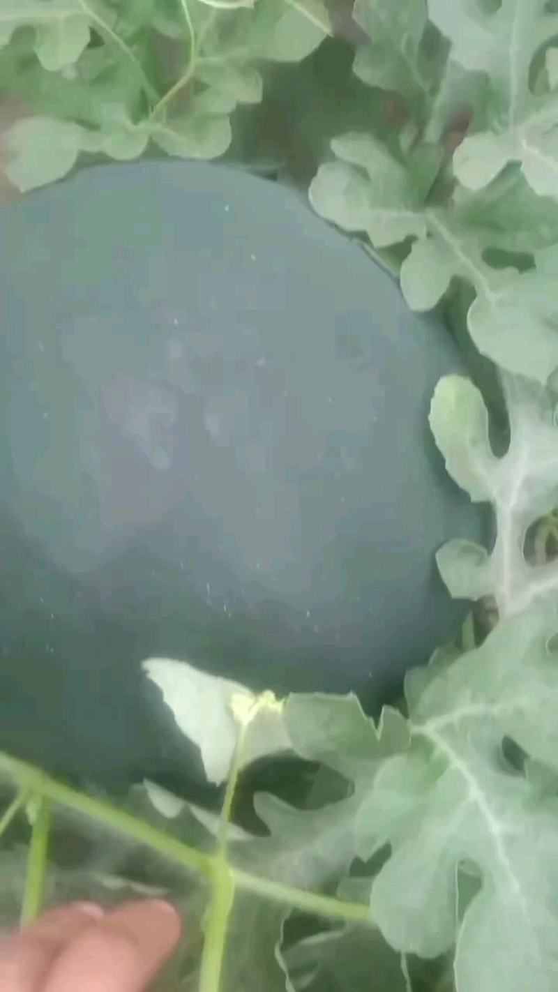 陕西黑皮无籽西瓜货源充足量大从优个大皮薄口感好糖高