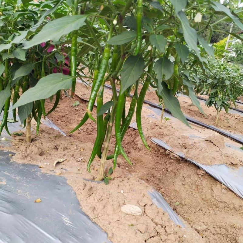 3号椒新鲜上市