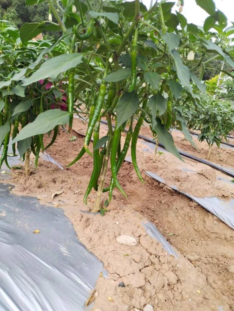 3号椒新鲜上市