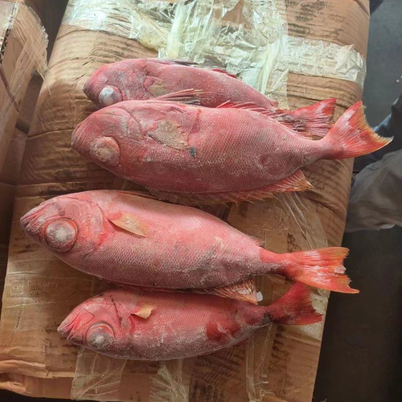 红目莲船冻鲜度好200/400价格优秀电话咨询