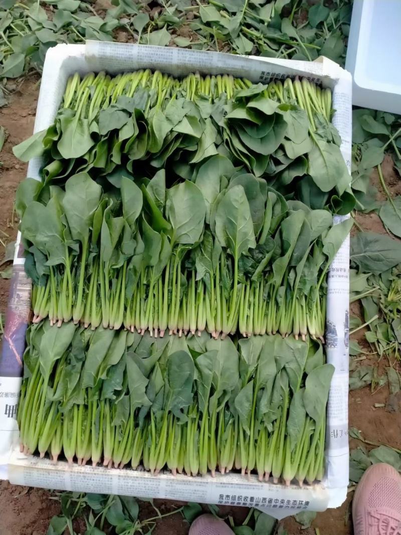 内蒙精品菠菜大量上市了，保证质量，代发全国，供应各大超市