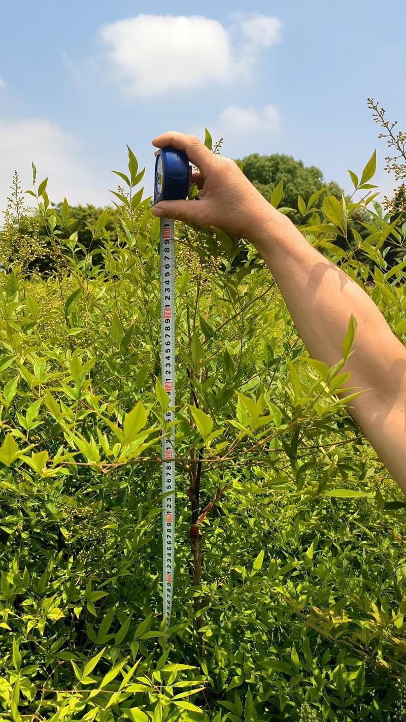 [推荐]江苏常州南天竹种苗基地种植可实地考察