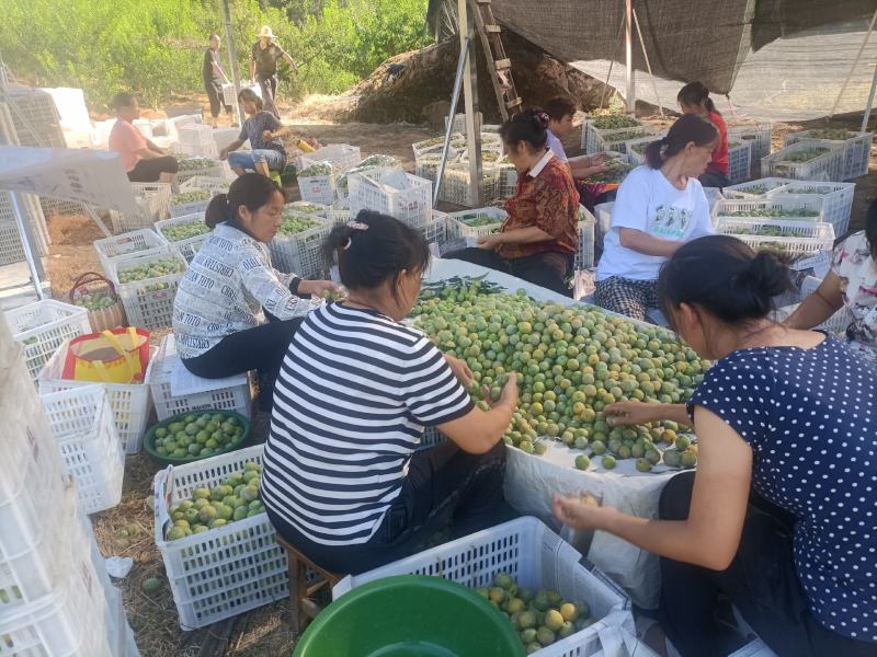 重庆市开州区青脆画渣口感纯甜